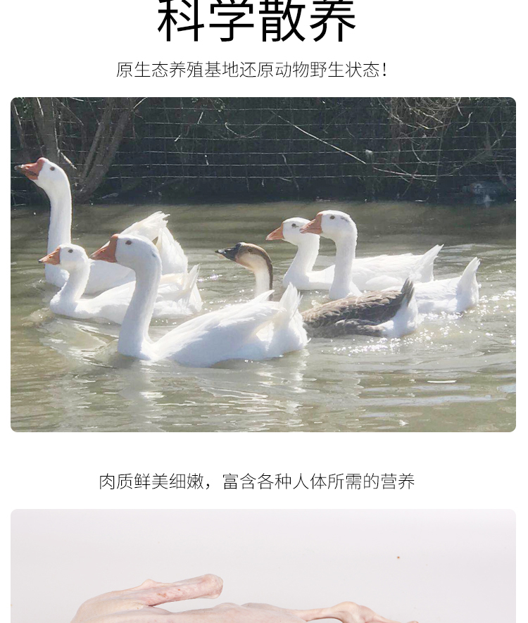 铁锅炖大鹅中的大鹅 杀后重6斤 图7