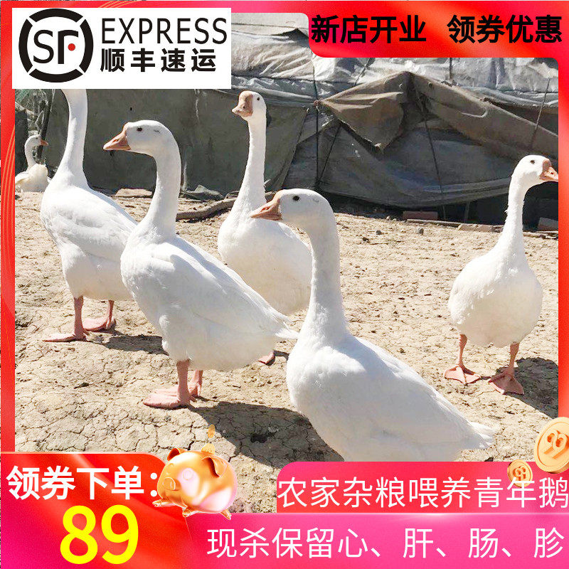 简珍 现杀大白鹅鹅肉 6斤 天猫优惠券折后￥89顺丰包邮（￥189-100） 保留心、肝、肠、胗