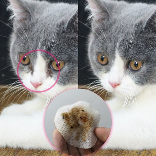 Удаление пятен от слез от кошек Бишон Фризе Удаление пятен от слез для собак Артефакт Очищение от слез от кошек Салфетки для глаз Удаление пятен от слез Товары для домашних животных