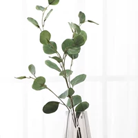 Круглолистный эвкалипт