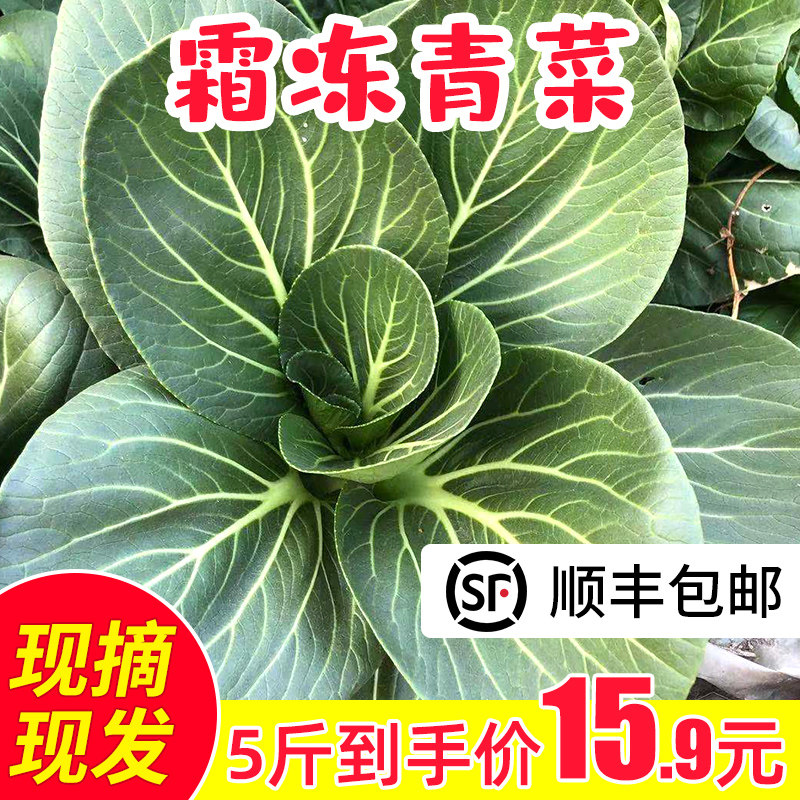 Farmhouse open air Shanghai Qingda green vegetables fresh Suzhou qing dwarf foot hot pot Taihu lake black vegetables 5 pounds