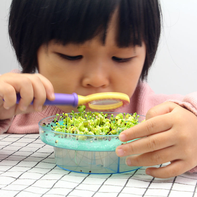 Primary school students seed petri dish children's magnifying glass plant observation germination kindergarten seed cultivation mung bean chrysanthemum