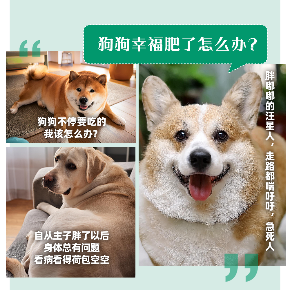 暖風陣陣吹～加熱器前一動不動，天氣變冷狗狗也要來暖暖身體了！, image size:1000x1000