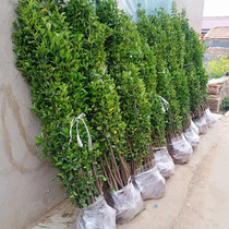 Holly saplings big-leaf boxwood courtyard fence saplings evergreen cold-resistant community walls four-season evergreen green saplings