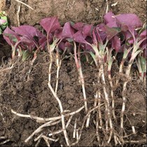 Folding ear root fresh Houttuynia tender Sichuan fish heart grass tender with roots fresh 4kg Guizhou cold mixed food now