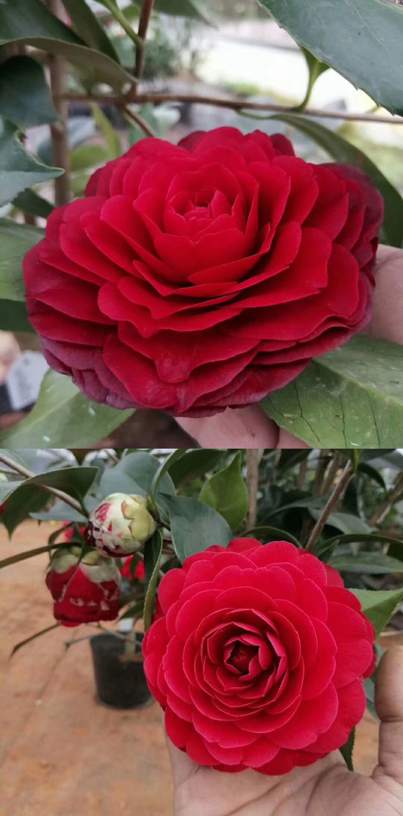 Potted five colours red Dan four seasons tea pot everblooming camellia seedlings gold flowers princess luzhou - flavor