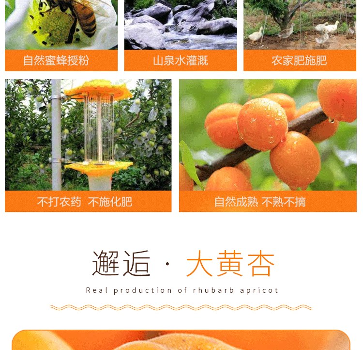 留香岛 山西 金太阳大黄杏 5斤 图7