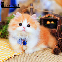 Shanghai cat Sherman Kikang dwarf cat living kitten purebred double pedigree certificate Napoleon long-haired cat