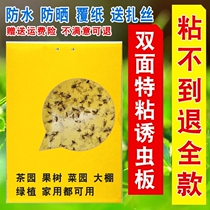 Drosophila trap household small flying insects special fly board sticky fly paper Orchard indoor yellow board kitchen vegetable home