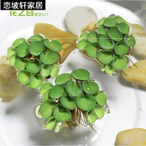 Duckweed fish tank plant small pagoda centipede grass aquatic aquatic tropical Four Seasons underwater