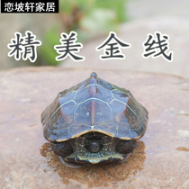Chinese grass turtle small turtle living outer pond longevity turtle pet water turtle couple tortoise turtle turtle grass turtle seedling