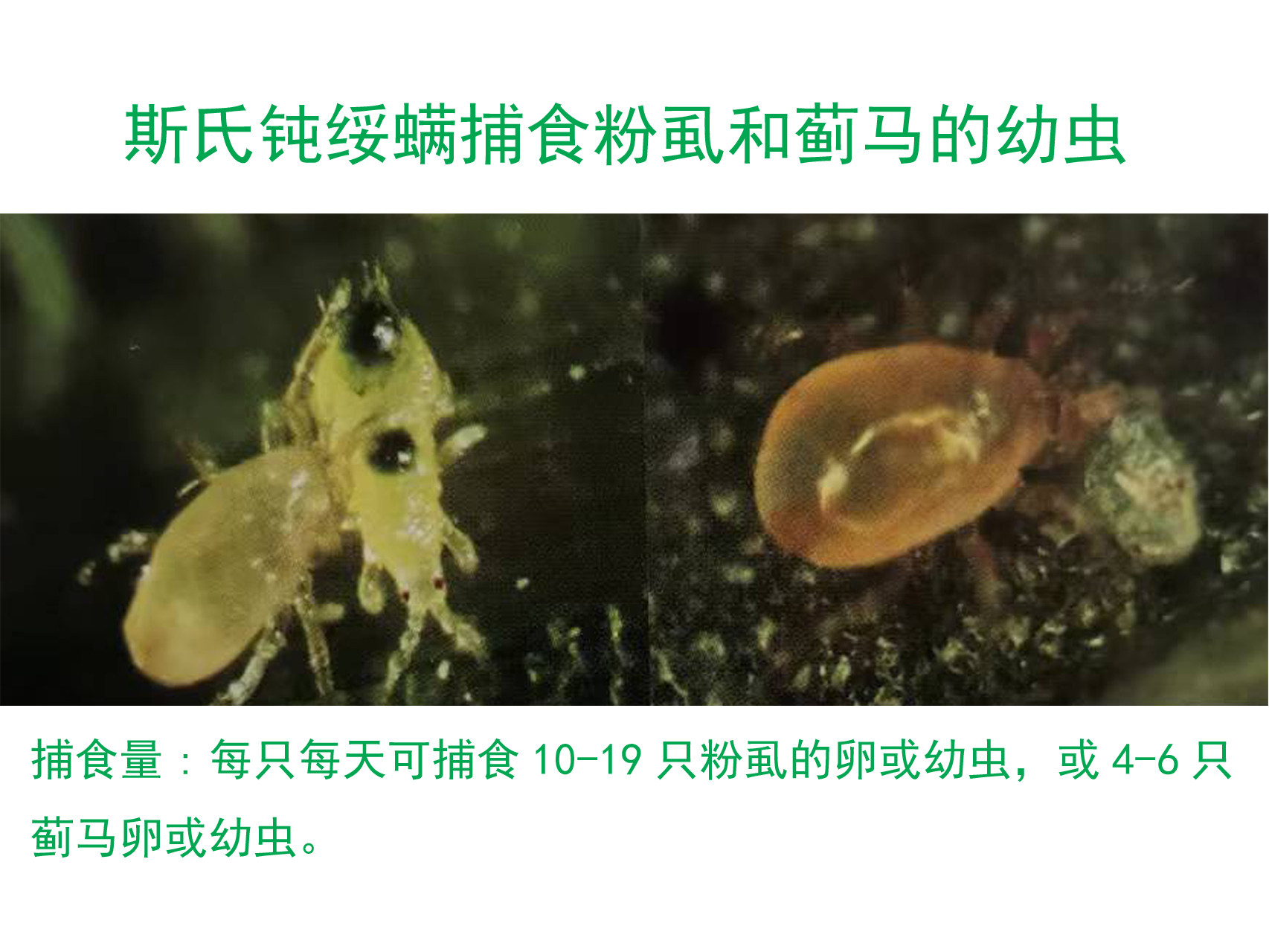 斯氏钝绥螨是如何成为防治粉虱蓟马的有效天敌？它适合哪些环境应用？ 捕食螨寄生蜂 淘宝好物网 