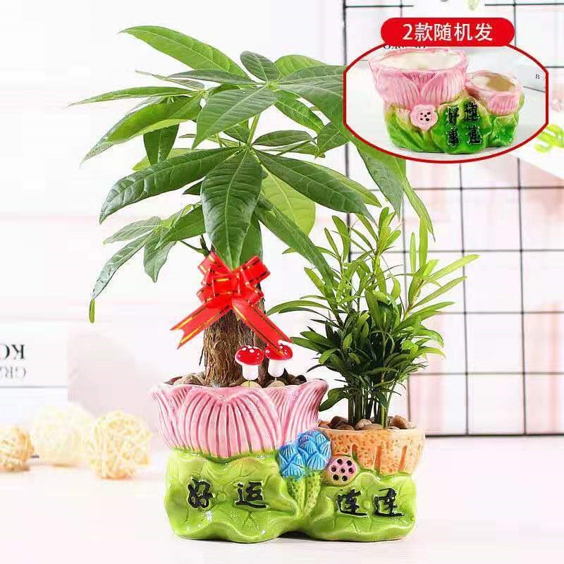 Rich tree ceramic pot indoor flowers small bonsai office green plant lucky money tree, a tree absorb formaldehyde and living room