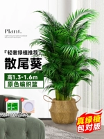 [Доставка до двери] 10 высококачественных подсолнухов с хвостиками высотой 1,3-1,6 метра★Плетеная корзина★Вечнозеленые растения круглый год