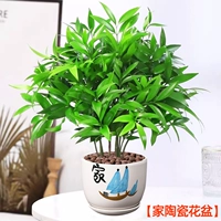 Средство от комаров бамбук и кипарис 10 штук + домашний керамический цветочный горшок [лучше приносить горшечные растения без посадки] бесплатное удобрение + керамические зерна