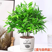 Средство от комаров бамбук и кипарис 10 шт + горшок любви и природы [лучше приносить горшечные растения без посадки] бесплатное удобрение + керамзит