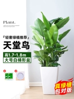 Бутик Райская птица 1,7-1,8 метра/от 7 до 8 до 8 [большие белые трапеции]