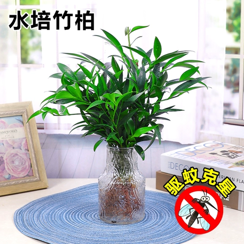 Гидропонные комары, бамбук и кипрессовый настольный настольный столик