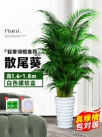 [Доставка до двери] 10 высококачественных подсолнухов с откидными хвостиками высотой 1,6-1,8 метра★Горшок с резьбой + бесплатный поднос★Вечнозеленые растения круглый год