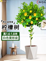 Лимонное дерево 1,7-1,9 метра (белый ромбовидный горшок) поставляется с коричневой шелковой поверхностью + удобрение.