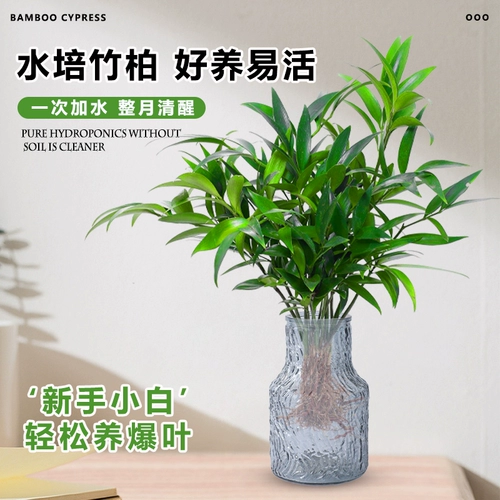 Гидропонные комары, бамбук и кипрессовый настольный настольный столик