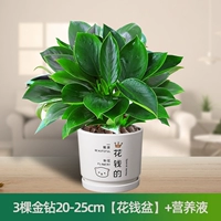 Питательный раствор, 20-25см