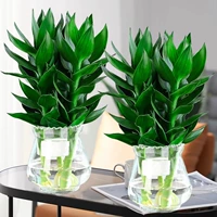 [2 горшки специального HUI] Guanyin Bamboo 3 (зимняя дыня стеклянная бутылка)+раствор для питания