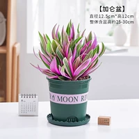 Purple Dew + Gallon Basin