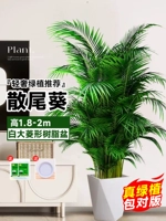 [Доставка до вашей двери] 10 высококачественных подсолнухов высотой 1,8-2 метра★Большой белый призматический горшок из смолы + бесплатный поддерживающий горшок★Вечнозеленый цвет круглый год