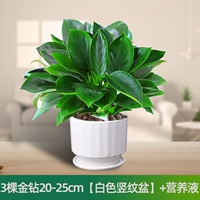 Белый питательный раствор, 20-25см