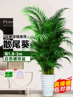 [Доставка до двери] 10 высококачественных подсолнухов с хвостиками высотой 1,8-2 метра★Горшок с резьбой + бесплатный поддон★Вечнозеленые растения круглый год