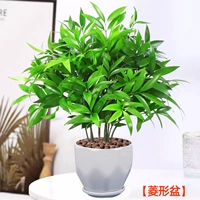 Средство от комаров бамбук и кипарис 10 шт + горшок ромбовидный [Горшечные растения лучше приносить без посадки] Бесплатное удобрение + керамзит