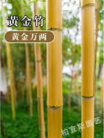 Золотой бамбук толщиной 1 см [10 шт.]