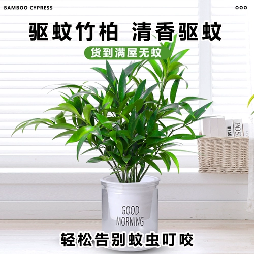 Гидропонные комары, бамбук и кипрессовый настольный настольный столик