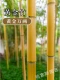 Золотой бамбук толщиной 0,5 см, высотой 1 м [10 шт.]