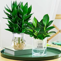 [Супер сильная очистка] Guanyin Bamboo (зимнее дыни)+Золотой бриллиант (ранний горшок) Отправьте питательное раствор