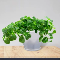 Сорняки с наркотиками (керамический горшок в форме алмаза)