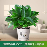 Питательный раствор, 20-25см