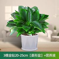 Питательный раствор, 20-25см