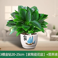 Керамический цветочный горшок, питательный раствор, 20-25см