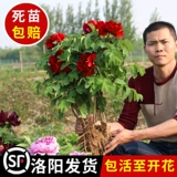 Саженцы пионов в горшках, очень большие саженцы, аутентичные Лоянские декоративные саженцы Хэцзэ с двумя лепестками, четырехсезонные цветочные дворовые саженцы пионов