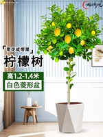 Лимонное дерево 1,3-1,5 метра (белый ромбовидный горшок) поставляется с коричневой шелковой поверхностью + удобрение.