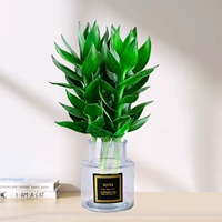 3 бамбуковых дерева Гуаньинь (открытые прозрачные бутылки MINI) + питательный раствор