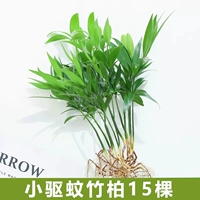 15 небольших бамбуковых кипарисов, отпугивающих комаров [без чаши] + кристальная грязь + питательный раствор