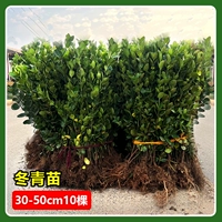 Зимний, 30-50см