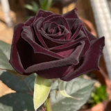 Сильные ароматные саженцы с большими цветами роза, дождевые бутоны, черный бак -черный фиолетовый черный балкон -балкон розовые саженцы в горшках цветы