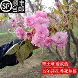 Саженцы японской вишни во дворе, большая поздняя вишня в горшке, посадка четырех сезонов на север и юг, посадка пейзажных деревьев, озеленение саженцев