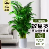 Большой кран горшок в гостиной комнаты зеленого завода Санджянфлауэр на Гавайях Фенгвей Банбук в офисе в офисе богатых кокосов в четырех сезонах