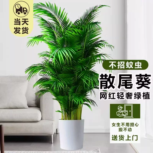 Большой кран горшок в гостиной комнаты зеленого завода Санджянфлауэр на Гавайях Фенгвей Банбук в офисе в офисе богатых кокосов в четырех сезонах