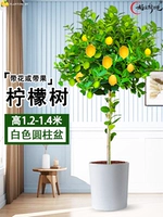 Лимонное дерево 1,2-1,4 метра (белый цилиндрический горшок) поставляется с коричневой шелковой поверхностью + удобрение.